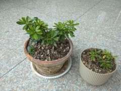 杜鹃下山桩修剪下来的徒长枝和弱枝 图片