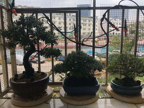 杜鹃下山桩怎么浇水养护的方法