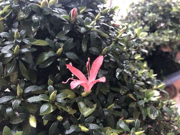 杜鹃下山桩怎么浇水施肥的方法