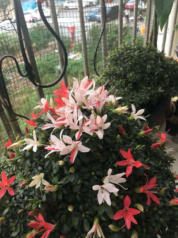 杜鹃下山桩怎么浇水施肥的方法