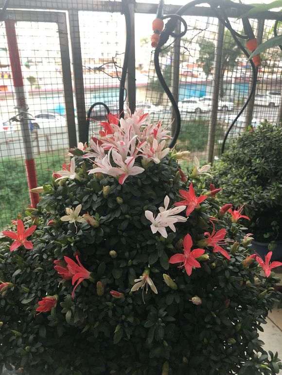 4月的杜鹃下山桩怎么浇水养护的方法