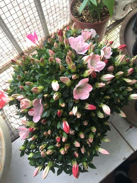 6月的杜鹃下山桩怎么养护