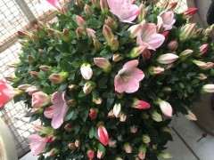 6月的杜鹃下山桩怎么浇水养护 图片