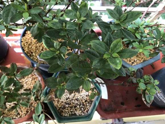 8月杜鹃下山桩怎么施肥养护的方法