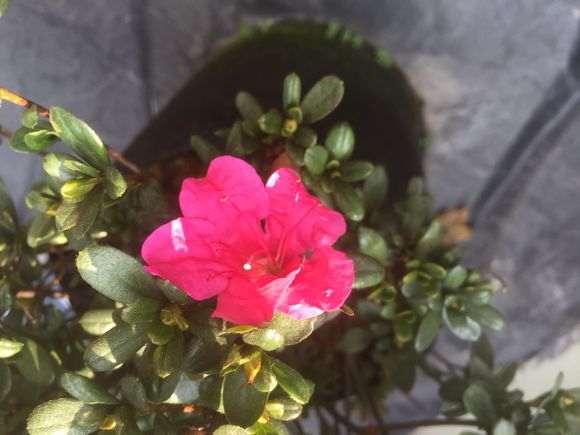 10月杜鹃下山桩怎么施肥养护的方法 图片