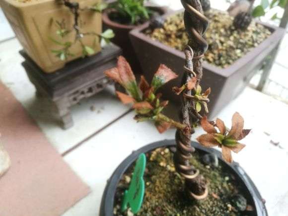 为什么杜鹃下山桩易发生褐斑病