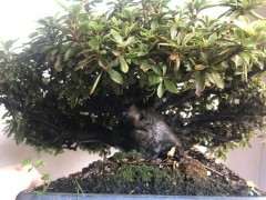 为什么杜鹃下山桩易发生褐斑病 图片