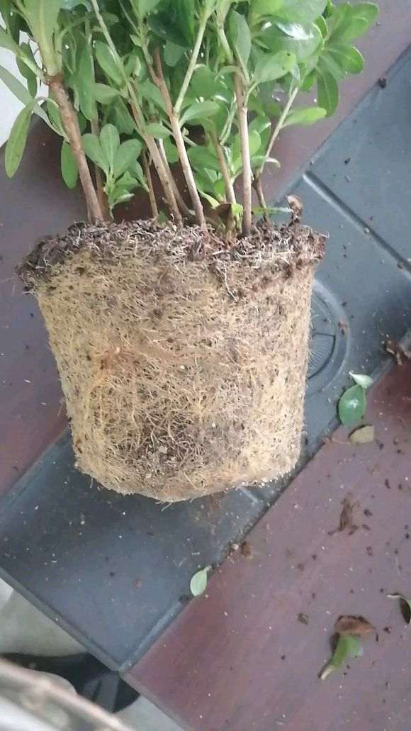 的杜鹃下山桩怎么分盆的方法