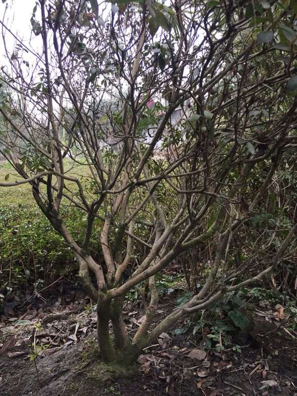 栽了20年的杜鹃下山桩 怎么样