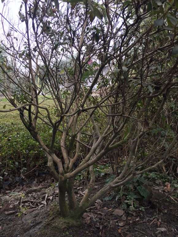 栽了20年的杜鹃下山桩 怎么样