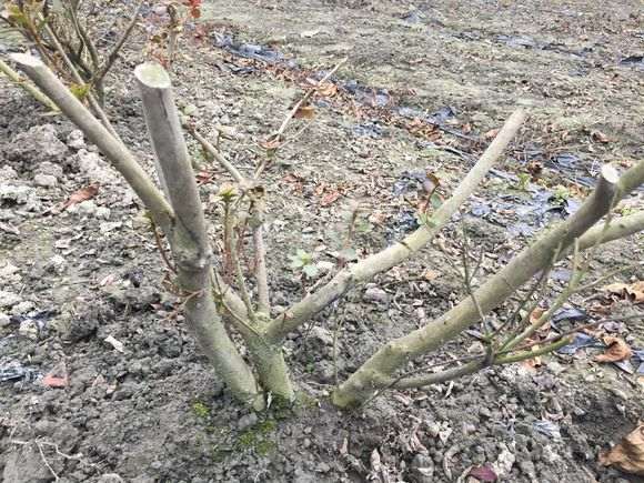 栽了20年的杜鹃下山桩 怎么样