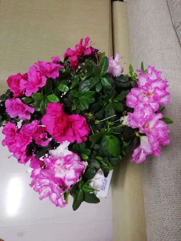 这是双色杜鹃下山桩吗 图片