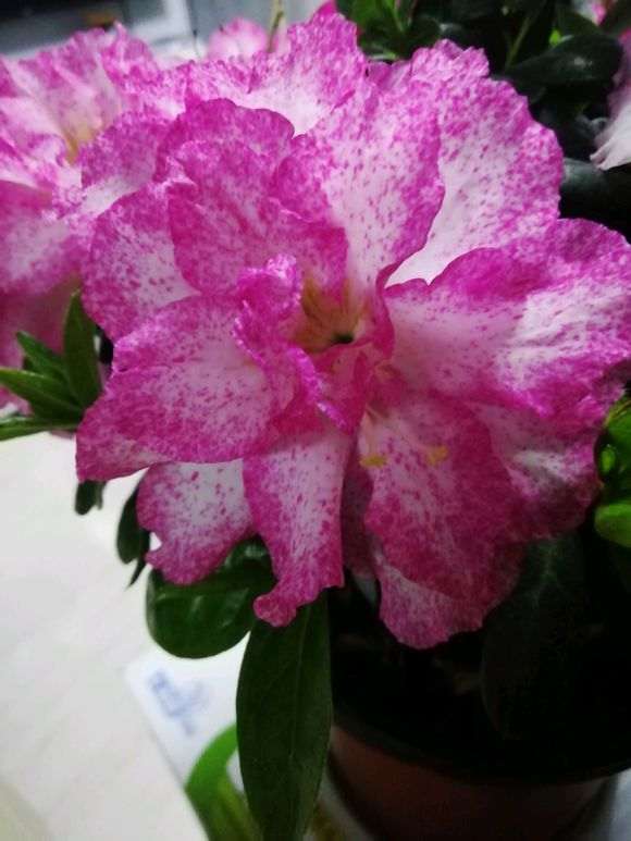 这是双色杜鹃下山桩吗 图片