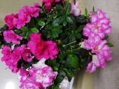 这是双色杜鹃下山桩吗 图片