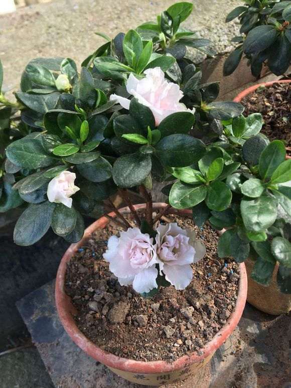 大家还记得比利时粉杜鹃下山桩吗