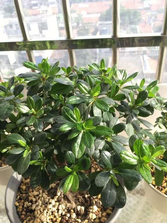 大家还记得比利时粉杜鹃下山桩吗