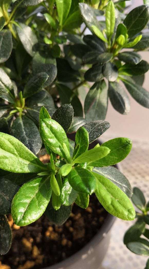 大家还记得比利时粉杜鹃下山桩吗