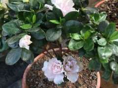 大家还记得比利时粉杜鹃下山桩吗 图片