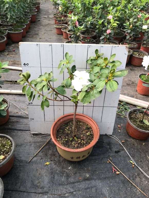 原生嫁接五宝系列杜鹃下山桩 图片