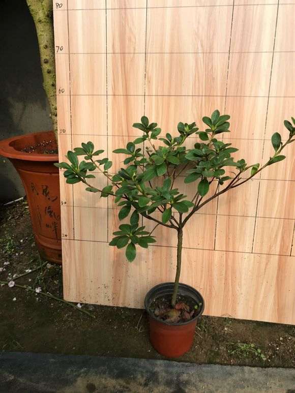 看看一年时间杜鹃下山桩生根能长多少