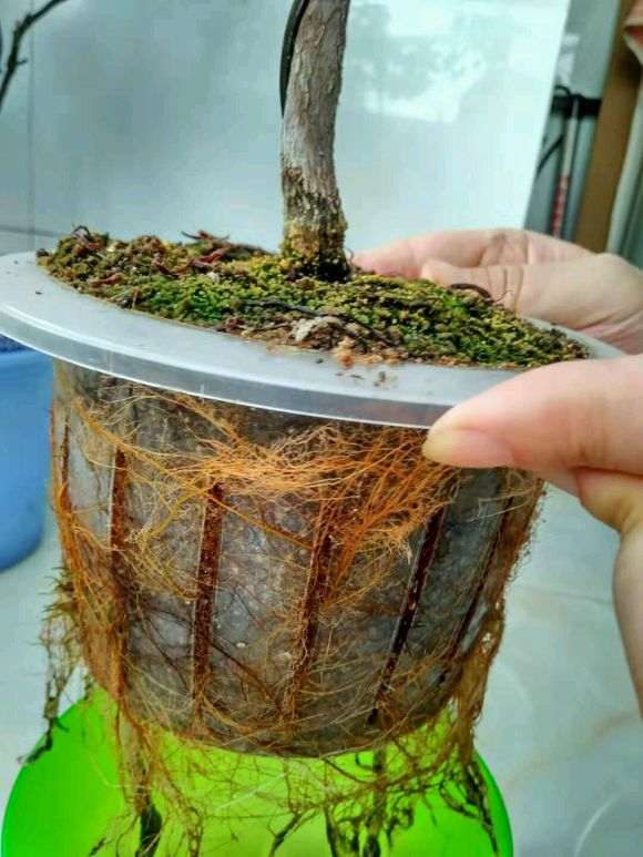 看看一年时间杜鹃下山桩生根能长多少