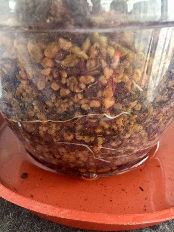 看看一年时间杜鹃下山桩生根能长多少