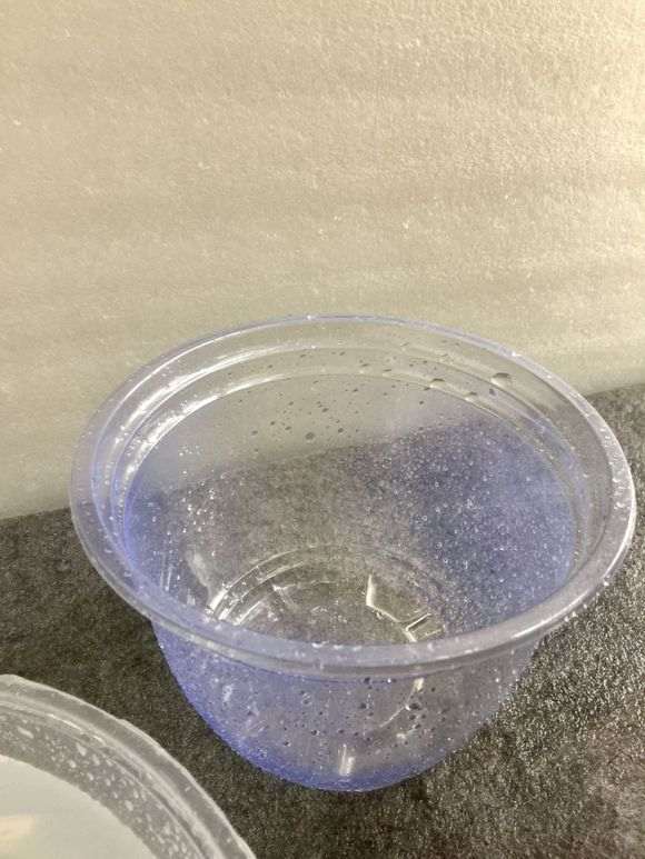 看看一年时间杜鹃下山桩生根能长多少