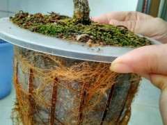 杜鹃下山桩生根一年长多长 图片