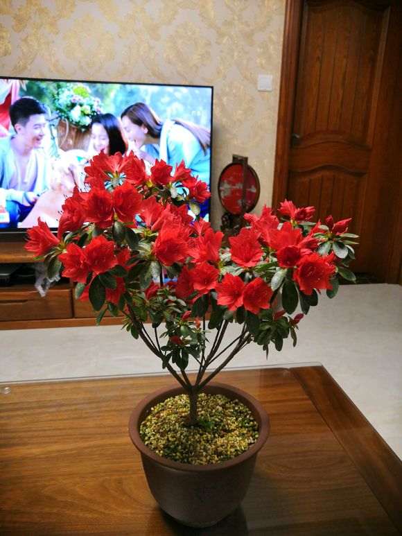 请教红色系杜鹃下山桩品种有哪些