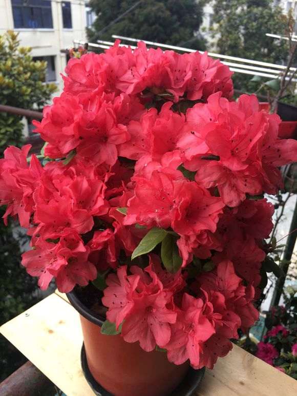 请教红色系杜鹃下山桩品种有哪些