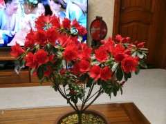 请教红色系杜鹃下山桩品种有哪些 图片