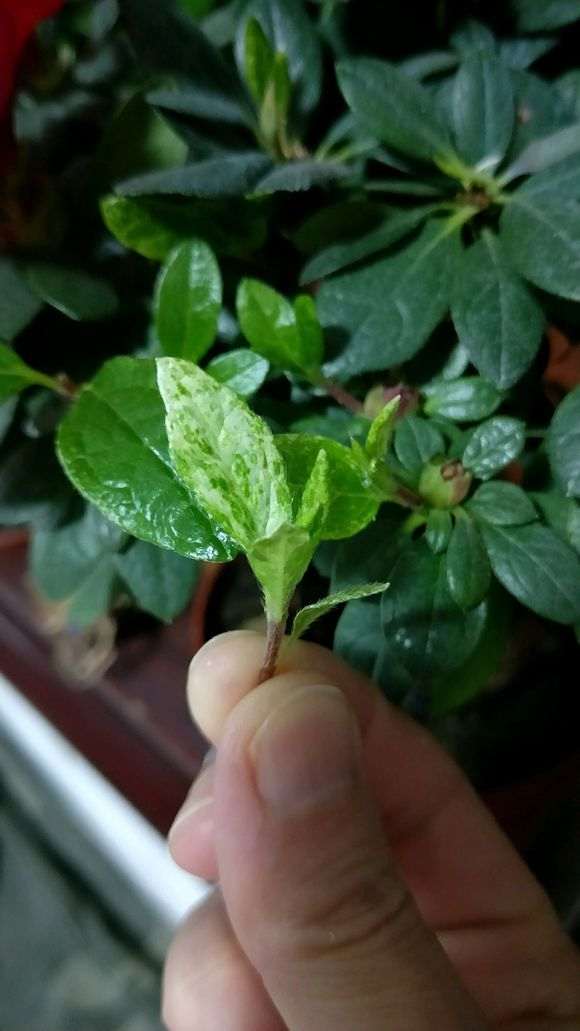 请问杜鹃下山桩这是生的什么病