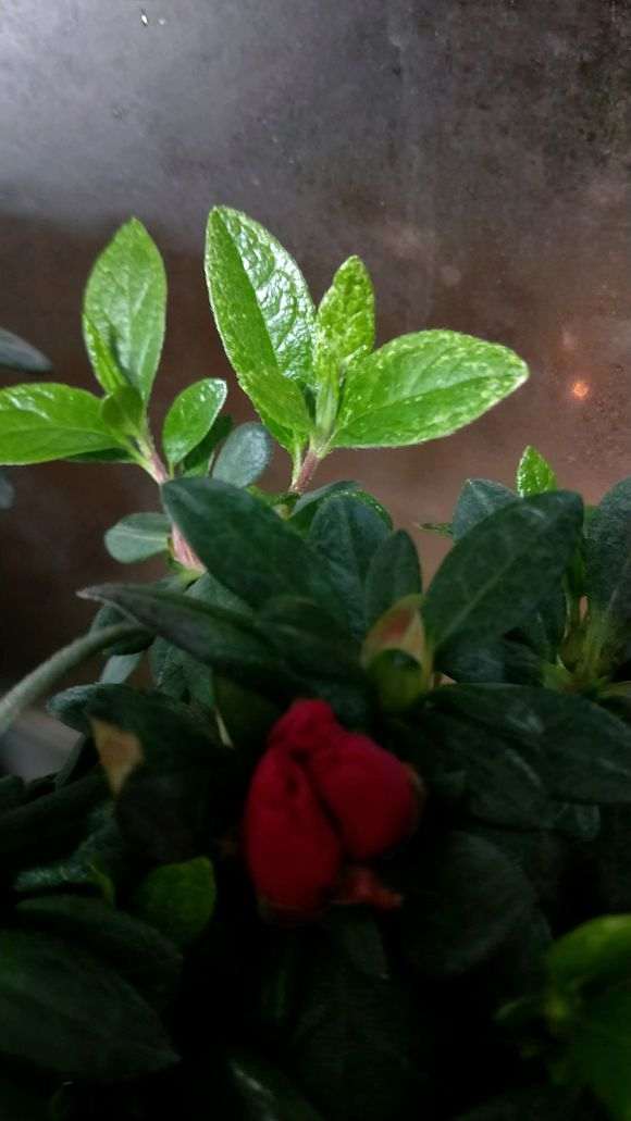 请问杜鹃下山桩这是生的什么病