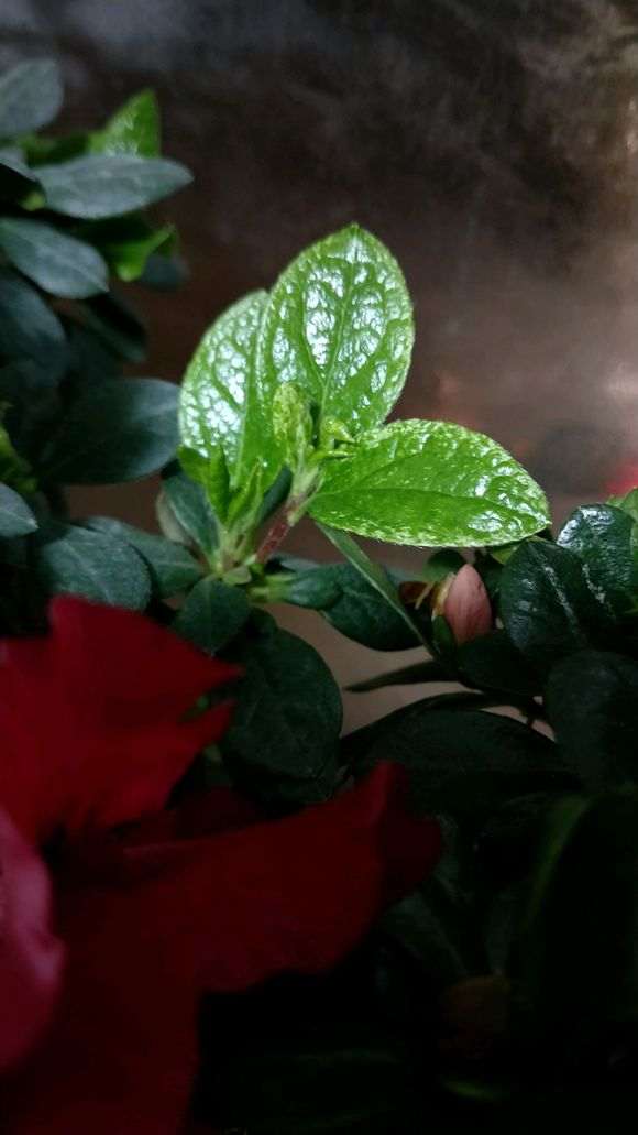 请问杜鹃下山桩这是生的什么病