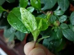 请问杜鹃下山桩这是生的什么病 图片