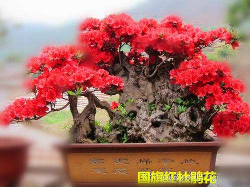 杜鹃下山桩怎么上盆换土的方法 图片