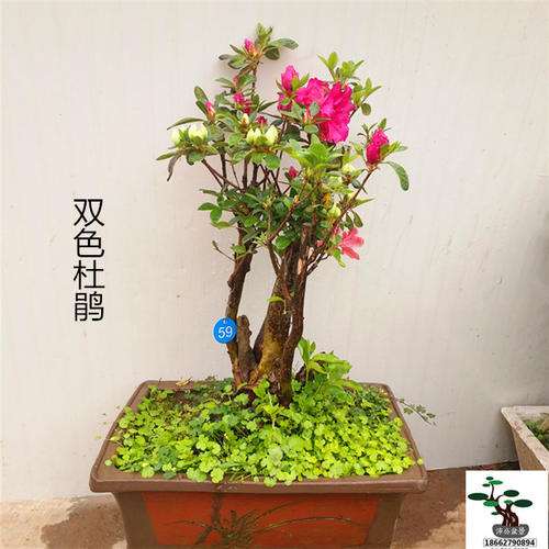为什么杜鹃下山桩浇水用雨水最好 图片