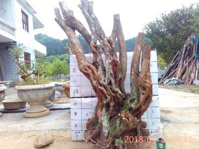为什么杜鹃下山桩浇水用雨水最好 图片