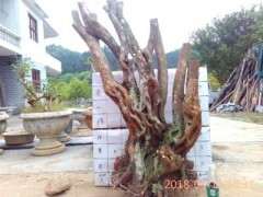 为什么杜鹃下山桩浇水用雨水最好 图片