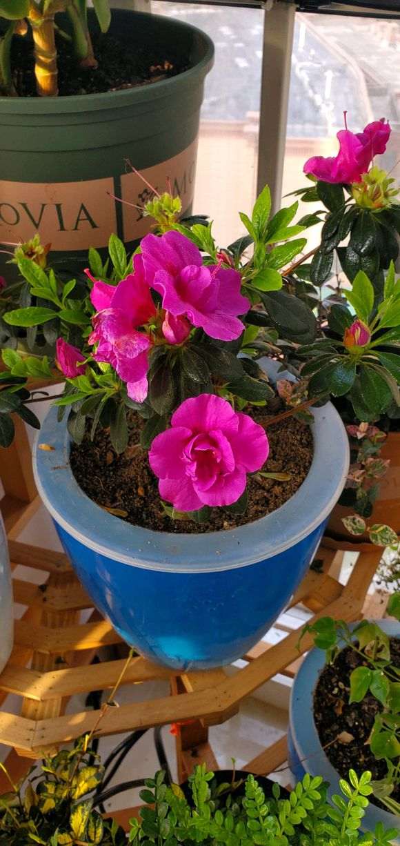 为什么杜鹃下山桩养一次死一次 图片