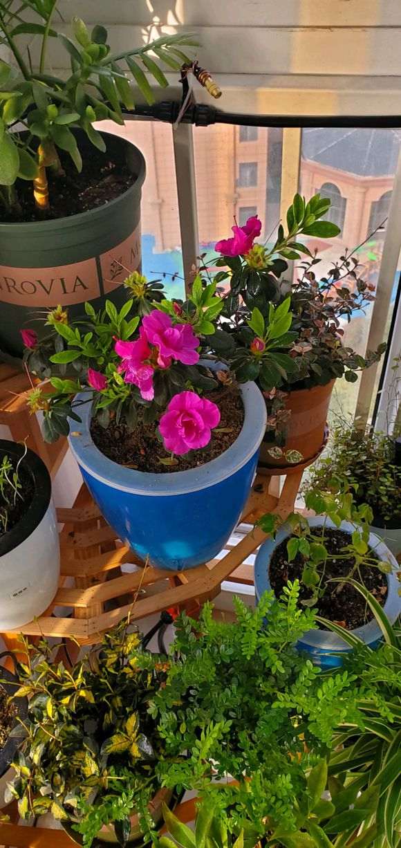 为什么杜鹃下山桩养一次死一次 图片