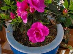 为什么杜鹃下山桩养一次死一次 图片