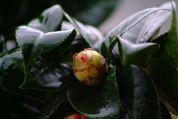 为什么茶花比杜鹃下山桩耐寒