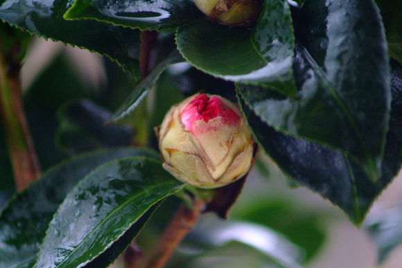 为什么茶花比杜鹃下山桩耐寒