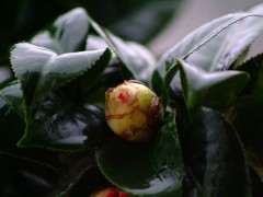 为什么茶花比杜鹃下山桩耐寒 图片