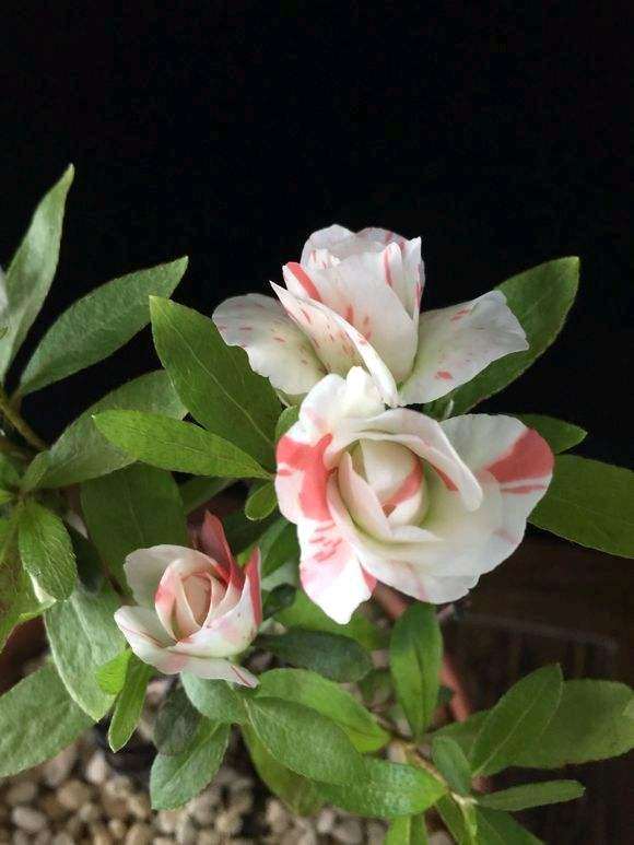 五宝绿珠到底是一个什么品种的杜鹃下山桩