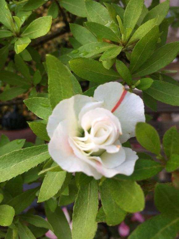 五宝绿珠到底是一个什么品种的杜鹃下山桩