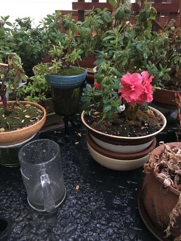 杜鹃下山桩的盆里面要放棉线吸水的吗