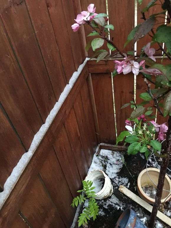 杜鹃下山桩的盆里面要放棉线吸水的吗