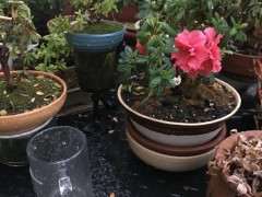 杜鹃下山桩的盆里面要放棉线吸水的吗